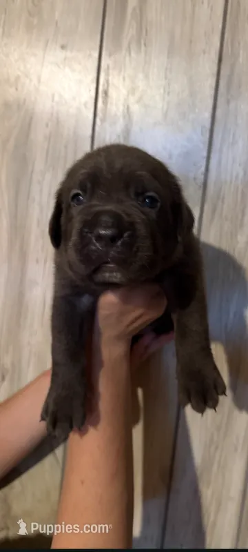 Connie  – Cane Corso puppy for sale in Interlachen, FL