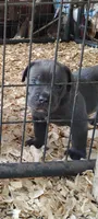 Luciano , a male Cane Corso for sale in Interlachen, FL – 1 of 1