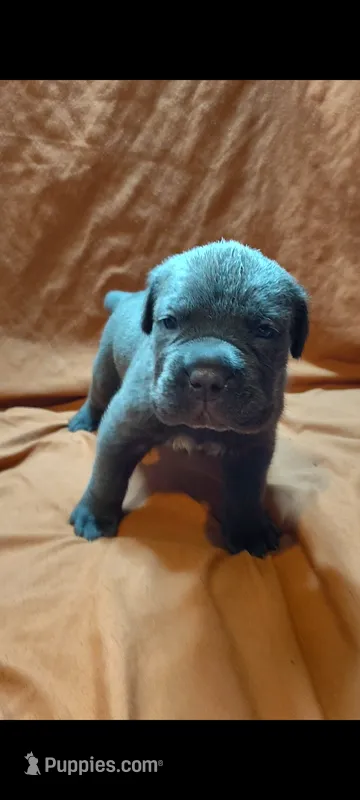 Salvatore  – Cane Corso puppy for sale in Interlachen, FL