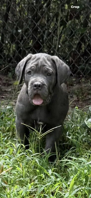 Luciano  – Cane Corso puppy for sale in Interlachen, FL