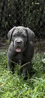 Luciano , a male Cane Corso for sale in Interlachen, FL – 1 of 1