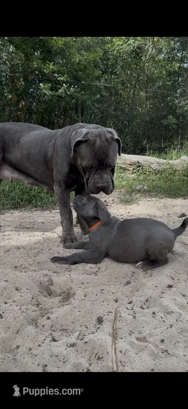 Caramella  – Cane Corso puppy for sale in Interlachen, FL