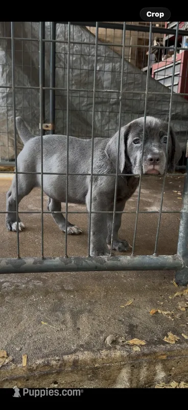 Vicki – Cane Corso puppy for sale in Interlachen, FL