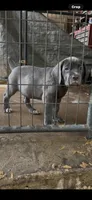 Vicki, a female Cane Corso for sale in Interlachen, FL – 1 of 1