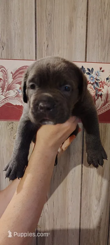 Connie  – Cane Corso puppy for sale in Interlachen, FL