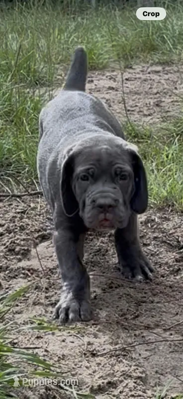 Vicki – Cane Corso puppy for sale in Interlachen, FL