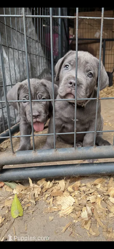 Luciano  – Cane Corso puppy for sale in Interlachen, FL