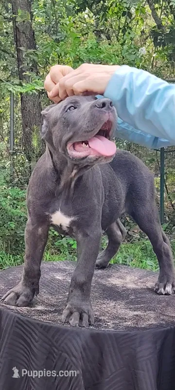 Sunny  – Cane Corso puppy for sale in Interlachen, FL