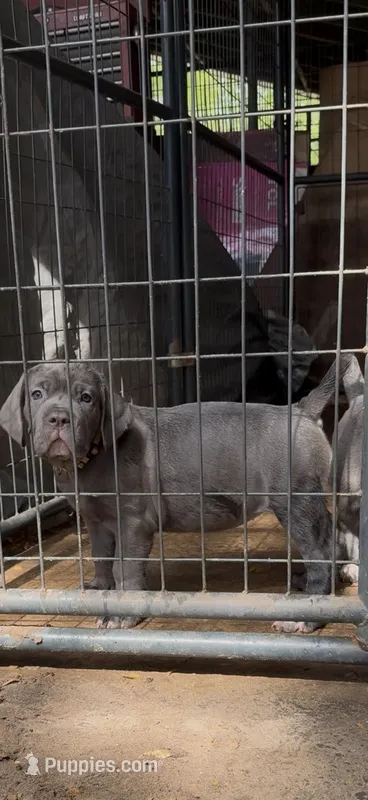 Gina  – Cane Corso puppy for sale in Interlachen, FL
