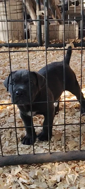 Sunny  – Cane Corso puppy for sale in Interlachen, FL