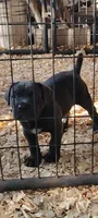 Sunny , a male Cane Corso for sale in Interlachen, FL – 1 of 1