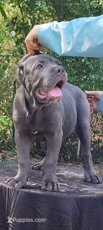 Luciano  – Cane Corso puppy for sale in Interlachen, FL
