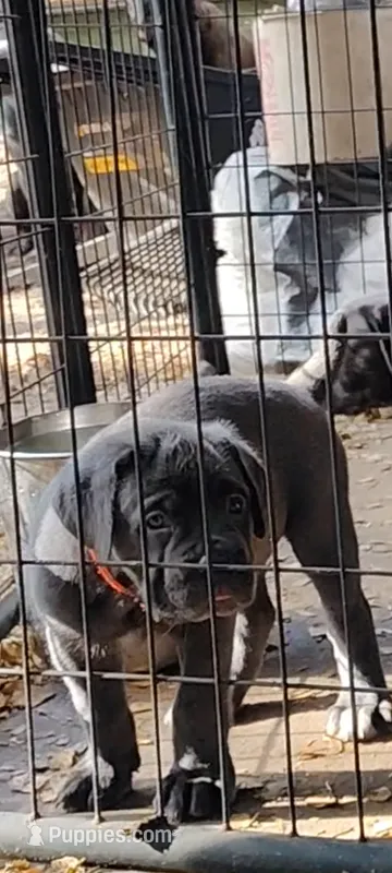 Caramella  – Cane Corso puppy for sale in Interlachen, FL