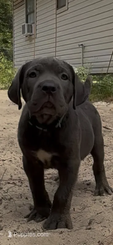 Sunny  – Cane Corso puppy for sale in Interlachen, FL