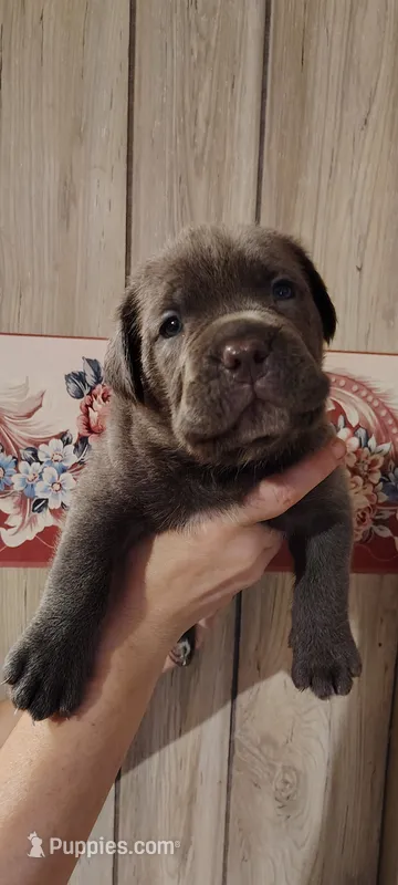 Santo – Cane Corso puppy for sale in Interlachen, FL