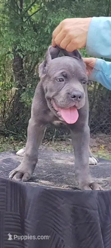 Caramella  – Cane Corso puppy for sale in Interlachen, FL