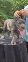 Gina, a female Cane Corso for sale in Interlachen, FL – 2 of 3