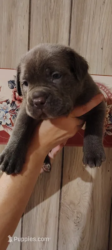 Salvatore  – Cane Corso puppy for sale in Interlachen, FL
