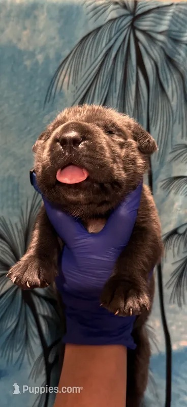 Santo – Cane Corso puppy for sale in Interlachen, FL