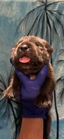 Santo, a male Cane Corso for sale in Interlachen, FL – 1 of 2