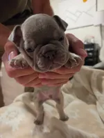 Frank / Frankie , a male French Bulldog for sale in Eagle Mountain, UT – 5 of 6