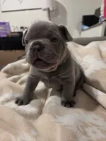 Chunk , a male French Bulldog for sale in Eagle Mountain, UT – 2 of 8
