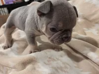 Frank / Frankie , a male French Bulldog for sale in Eagle Mountain, UT – 6 of 6