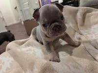 Frank / Frankie , a male French Bulldog for sale in Eagle Mountain, UT – 2 of 6