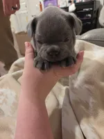 Chunk , a male French Bulldog for sale in Eagle Mountain, UT – 7 of 8