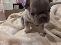 Frank / Frankie , a male French Bulldog for sale in Eagle Mountain, UT – 3 of 6
