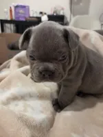 Chunk , a male French Bulldog for sale in Eagle Mountain, UT – 5 of 8