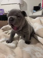 Chunk , a male French Bulldog for sale in Eagle Mountain, UT – 3 of 8