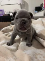 Chunk , a male French Bulldog for sale in Eagle Mountain, UT – 1 of 8
