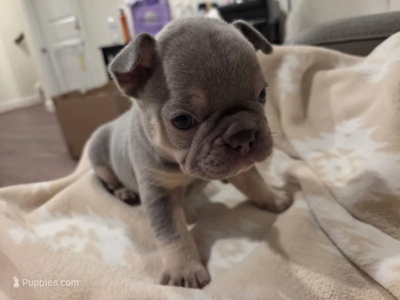 Frank / Frankie  – French Bulldog puppy for sale in Eagle Mountain, UT