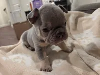 Frank / Frankie , a male French Bulldog for sale in Eagle Mountain, UT – 1 of 6