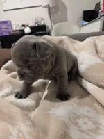 Chunk , a male French Bulldog for sale in Eagle Mountain, UT – 6 of 8
