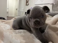 Chunk , a male French Bulldog for sale in Eagle Mountain, UT – 8 of 8