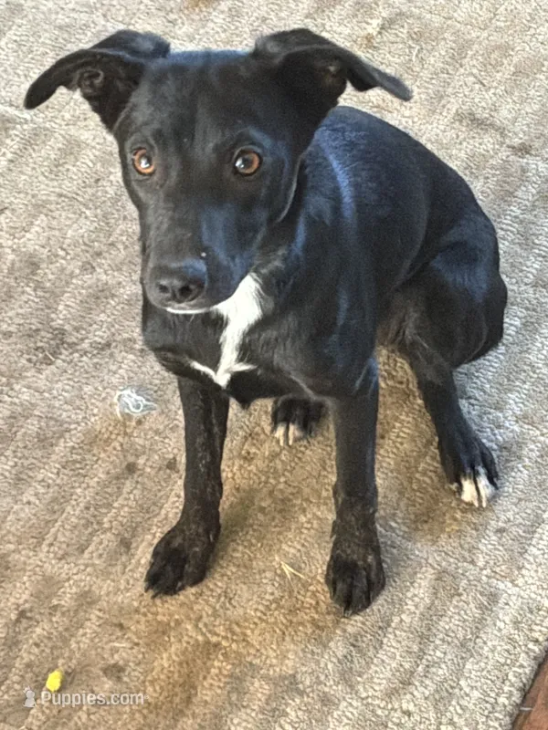 Trixy – Border Collie, Chiweenie puppy for sale in Williams, CA
