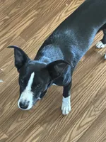 Pixie, a female Border Collie and Chiweenie for sale in Williams, CA – 7 of 7