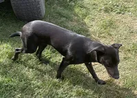 Trixy, a female Border Collie and Chiweenie for sale in Williams, CA – 2 of 5