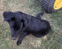 Sophia, a female Border Collie and Chiweenie for sale in Williams, CA – 4 of 5