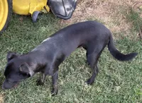 Trixy, a female Border Collie and Chiweenie for sale in Williams, CA – 5 of 5