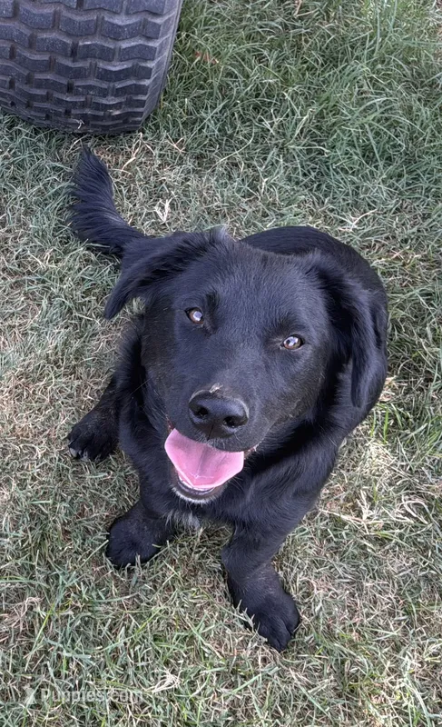 Sophia – Border Collie, Chiweenie puppy for sale in Williams, CA