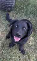 Sophia, a female Border Collie and Chiweenie for sale in Williams, CA – 1 of 5