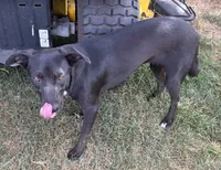 Trixy, a female Border Collie and Chiweenie for sale in Williams, CA – 1 of 5