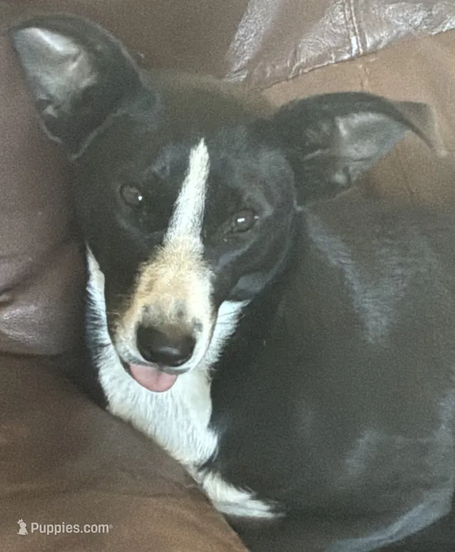 Pixie – Border Collie, Chiweenie puppy for sale in Williams, CA