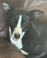 Pixie, a female Border Collie and Chiweenie for sale in Williams, CA – 1 of 7