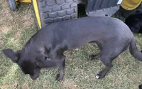 Trixy, a female Border Collie and Chiweenie for sale in Williams, CA – 3 of 5