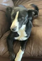 Pixie, a female Border Collie and Chiweenie for sale in Williams, CA – 3 of 7