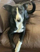Pixie, a female Border Collie and Chiweenie for sale in Williams, CA – 5 of 7